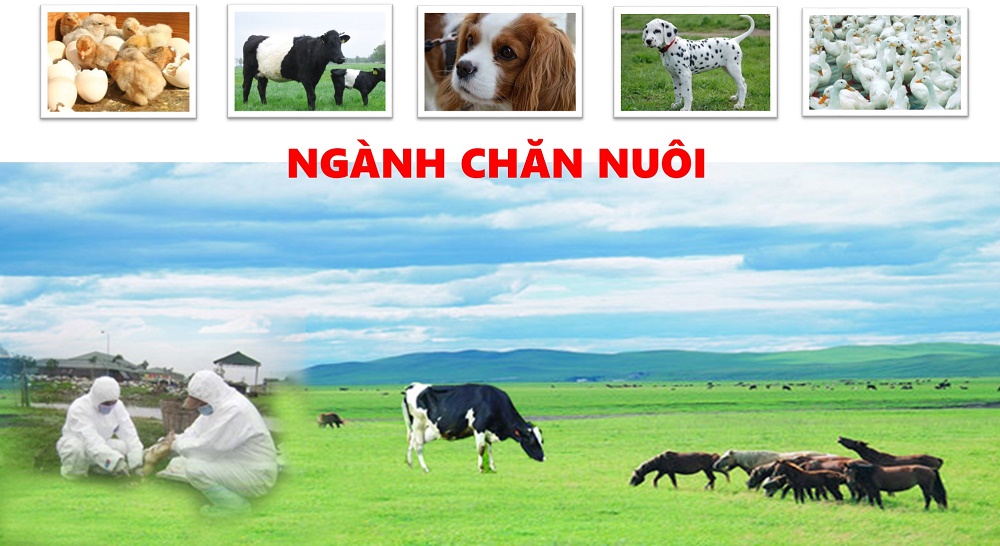 Ngành Chăn nuôi – Cơ hội nghề nghiệp rất lớn